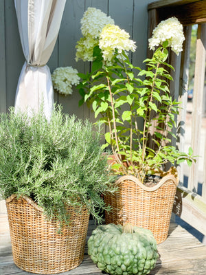 
                  
                    Scallop Wicker Planter/Wastebasket
                  
                